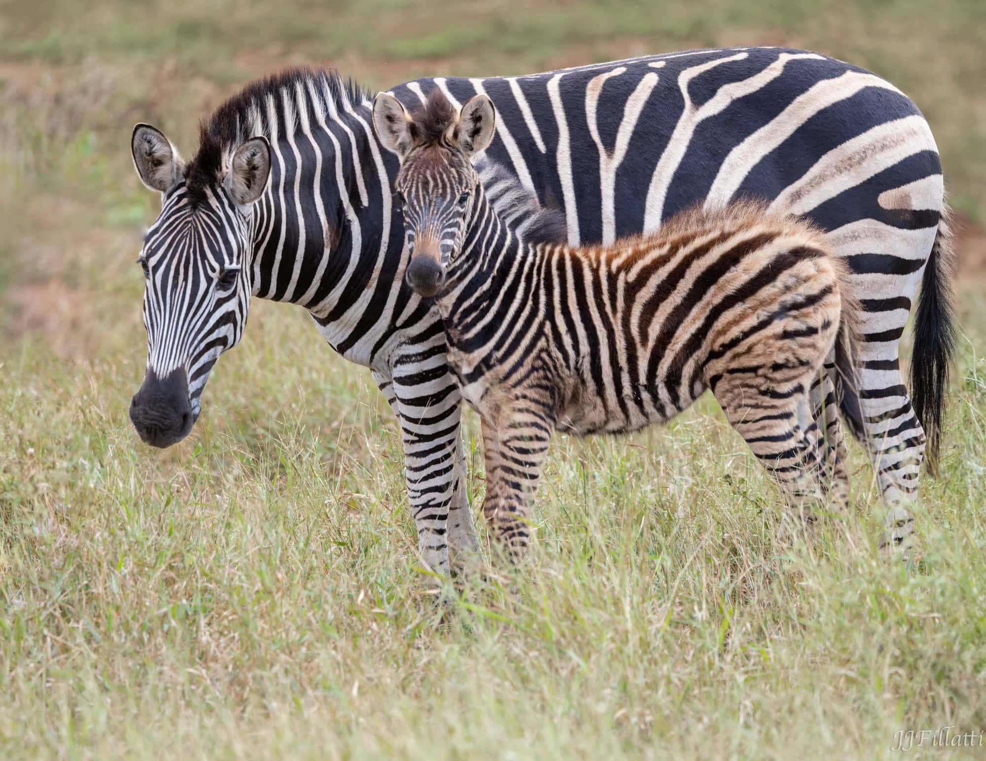 wildlife of Zimanga image 25